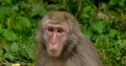 Monkey