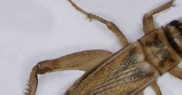 Literally Just Crickets Chirping