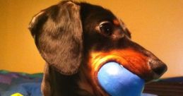 Jon Snow (Crusoe the Dachshund) Type your text to hear it in the voice of Jon Snow (Crusoe the Dachshund).