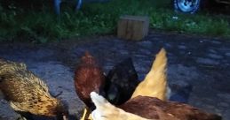 Chicken (Animal)