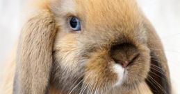 Lop