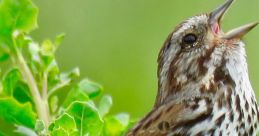 Sparrow-Chanting