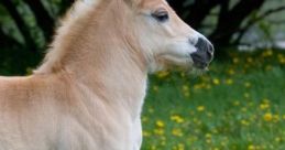 Ponies
