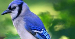 Bluejay