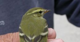 Leaf-Warblers