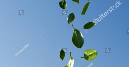 Leafy-Wind