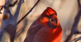 Dawnchorus