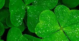 Puzzle Vacations: Ireland - Video Game