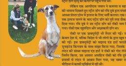 Underdog (National Accident Helpline)