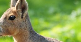 Mara