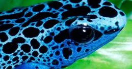 Blue frog