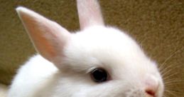 White rabbit