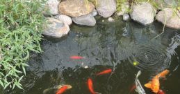 Michigan Koi