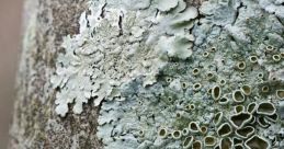 Lichen