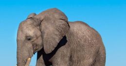 Big_Elephant