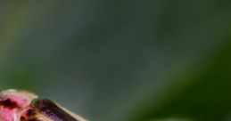 Firefly