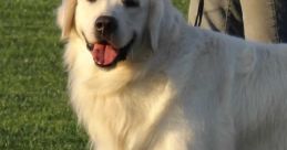 Shilo