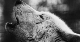 Wolf bongers