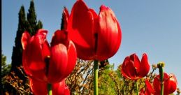 Tulip Graziano