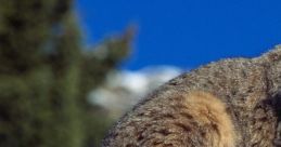 Bobcat