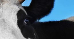 Blimey Cow