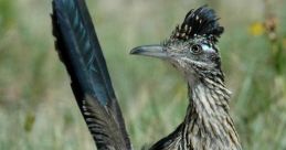 Road Runner