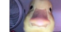 ItsDuck
