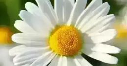 Margarida