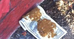Pook Dolla