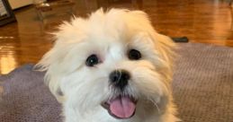 Mal Dog
