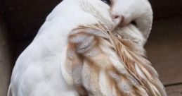 Whitebird