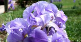 Iris