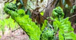 Fern Finatus