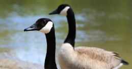 Goose