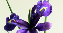 Sagia Iris If you close your eyes and listen closely, you can hear the gentle melody of Billy Joel's "Honesty" playing softly