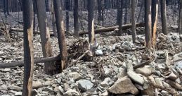Debris Flow