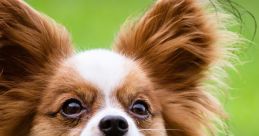 Papillon
