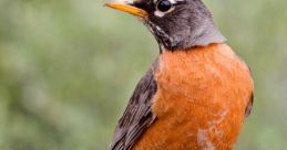 Robin