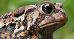 Toad