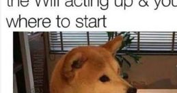 Random Memes