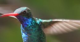 Humming