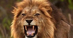 Leone