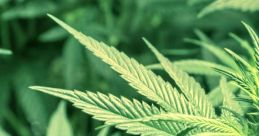 Weed