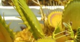 Djvenusflytrap