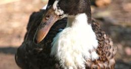 A duck with lays