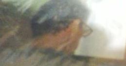 Wilson De Freitas