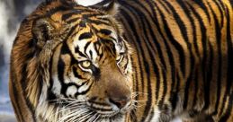Tigar