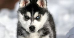 Husky Busky