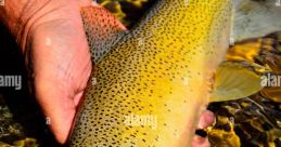 Trout