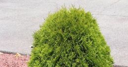 Shrubbers